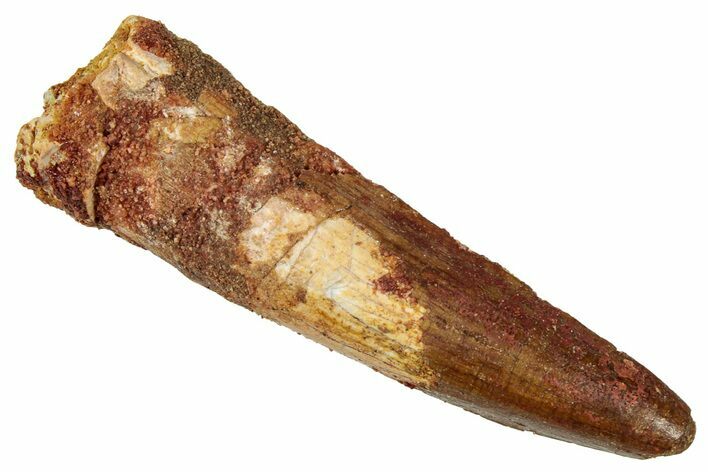 Fossil Spinosaurus Tooth - Real Dinosaur Tooth #329630